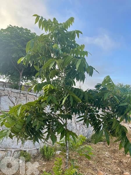 عقار للبيع في النبطية 0