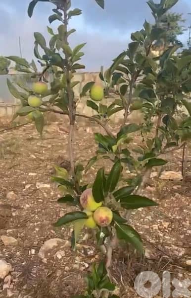 عقار للبيع في النبطية 1