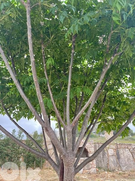 عقار للبيع في النبطية 2