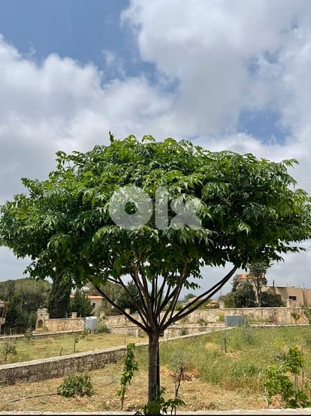 عقار للبيع في النبطية 5