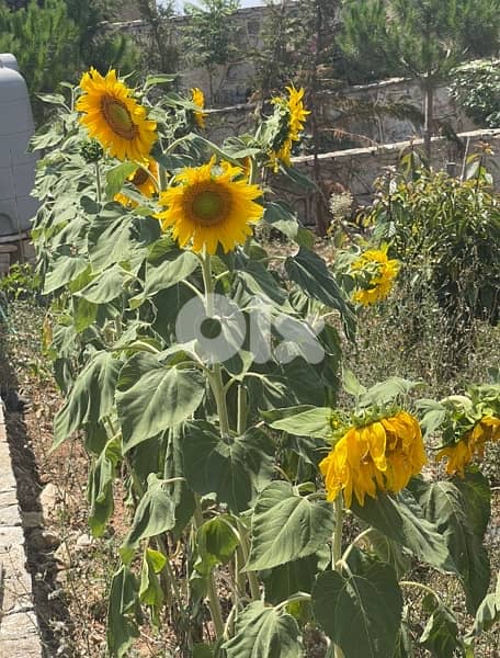 عقار للبيع في النبطية 6