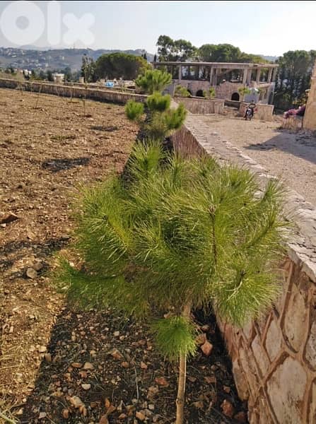 عقار للبيع في النبطية 7