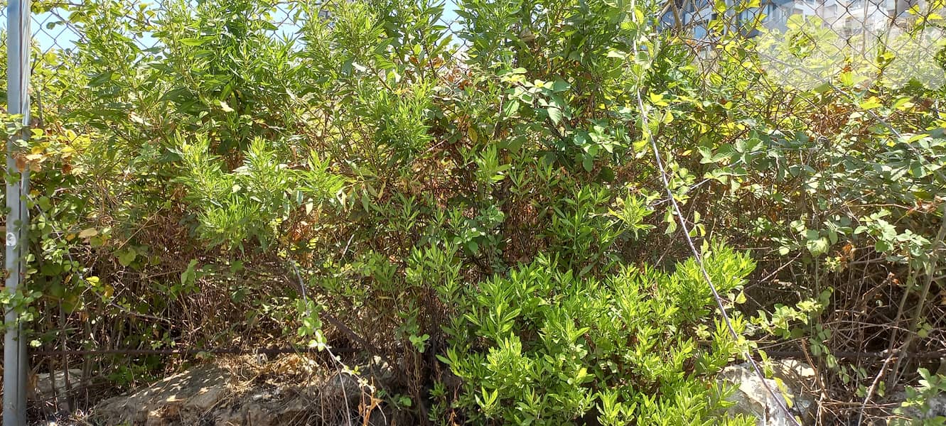 land for mauny uses for sale 640sqm in Jal El Dib 3