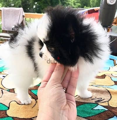 Panda Pomeranian Black and White SMALL