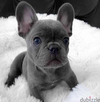 French Bulldog Blue Imported Delivery per request