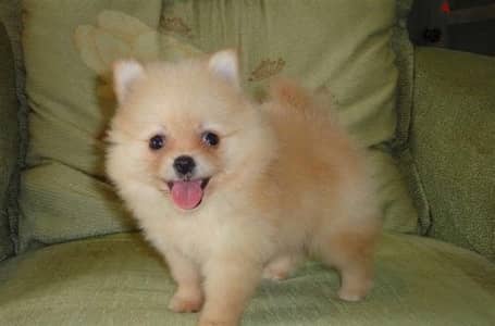 Pomeranian Spitz GOLD SMALL puppy