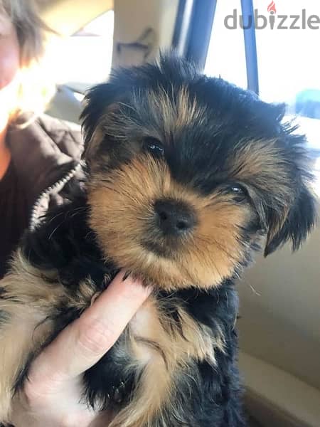 Yorkshire SMALL puppy imported 0