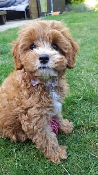 Mini Labradoodle Brown and White Imported 0