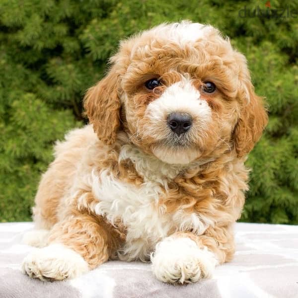 Mini Labradoodle White and Brown IMPORTED 0