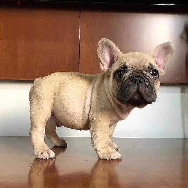 French Bulldog Puppies- Dog كلاب 0