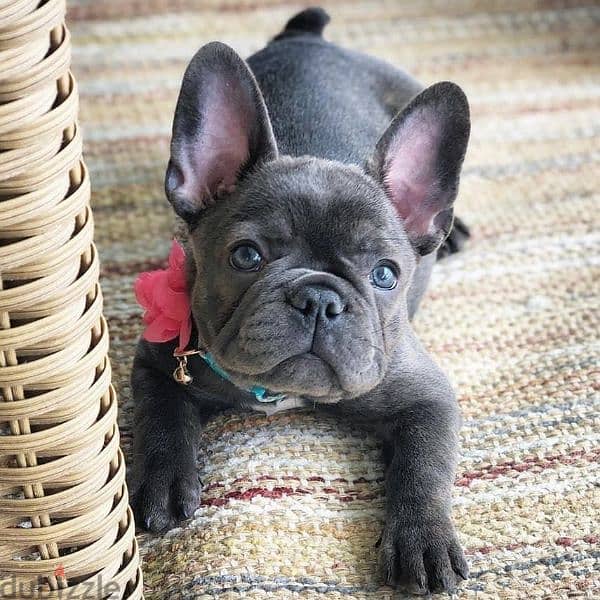 French Bulldog - Puppies, dog كلاب 0