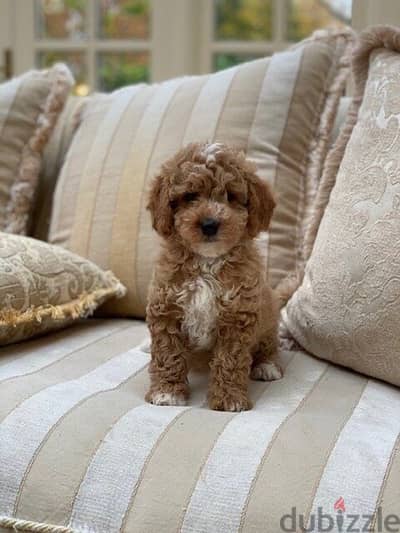 Imported Mini Goldendoodle