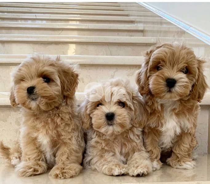 Imported Maltipoo Puppies AVAILABLE 0