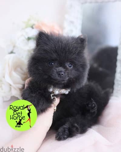 Spitz Loulou Smallest Size