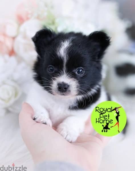 imported Pomeranian black and white delivery 0