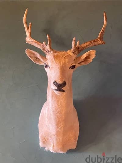 Real WHITE Fallow Deer Headغزال أصلي مصبّر