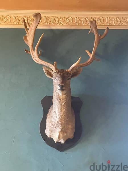 Fallow Deer Head with Giant Antlers 1