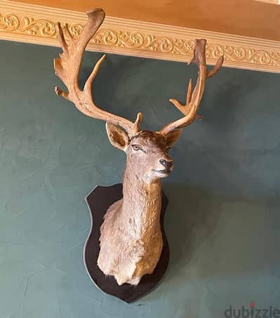 Fallow Deer Head with Giant Antlers