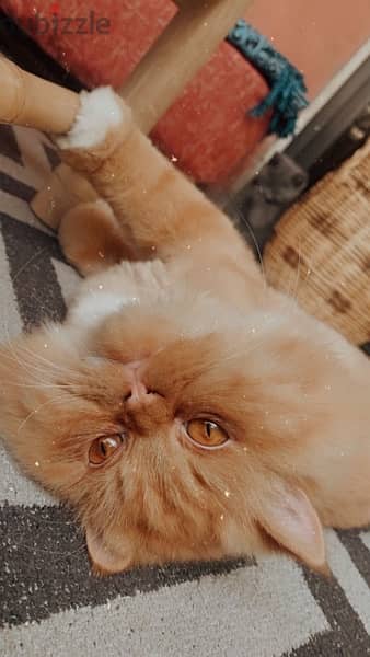 Persian cat