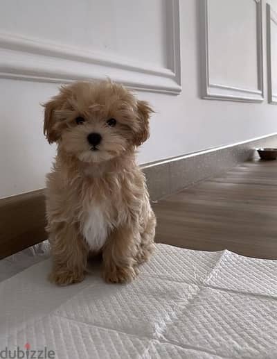 Maltipoo Imported Puppy