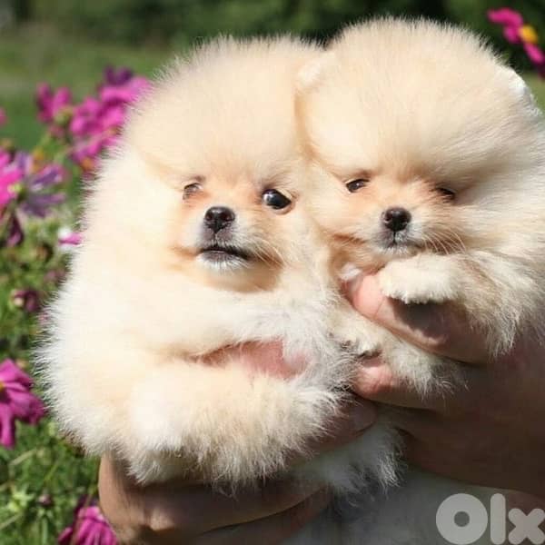 Teacup Pomeranian puppy Imported Delivery 0