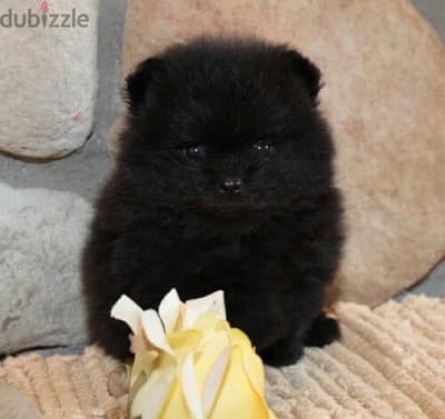 Teacup Pomeranian Black imported