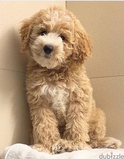 Goldendoodle Imported