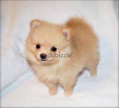 pomeranian spitz Delivery Available