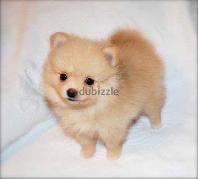 pomeranian spitz Delivery Available 0