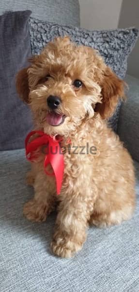 mini goldendoodle Imported 0