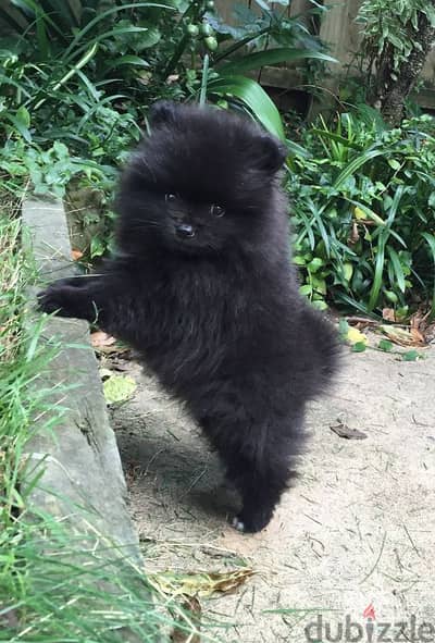 Black Pomeranian Spitz puppy Dog كلاب