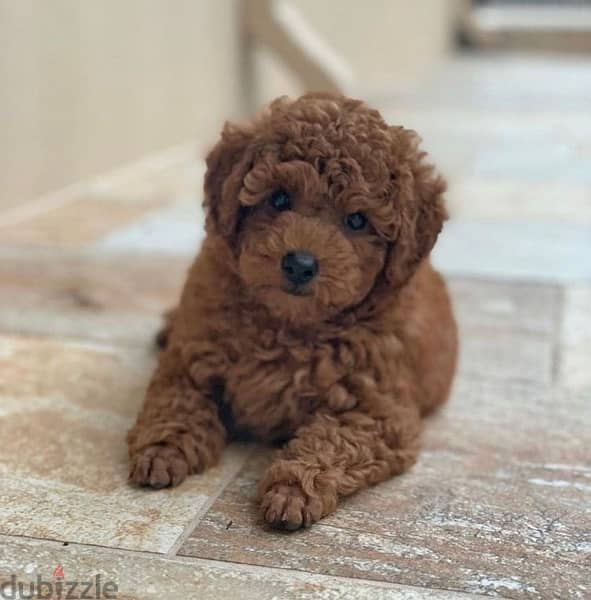 Imported Toy Poodle Brown CUTENESSS 0