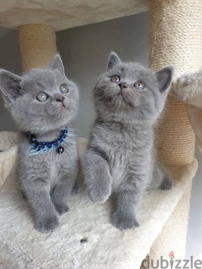 british kitten blue grey