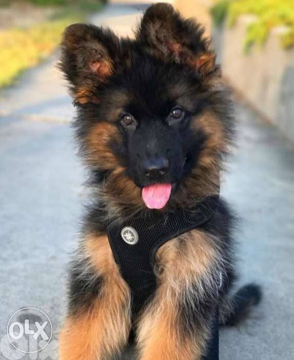 king size German shepherd 1