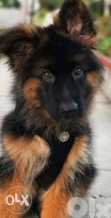 king size German shepherd 2
