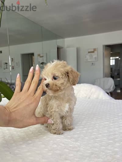 Maltipoo Imported CUTENESS imported