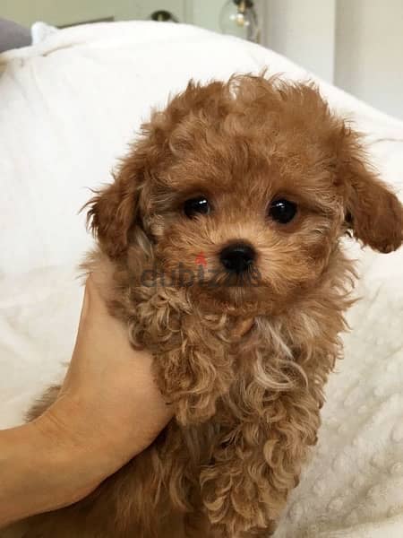 Toy Poodle Imported 0