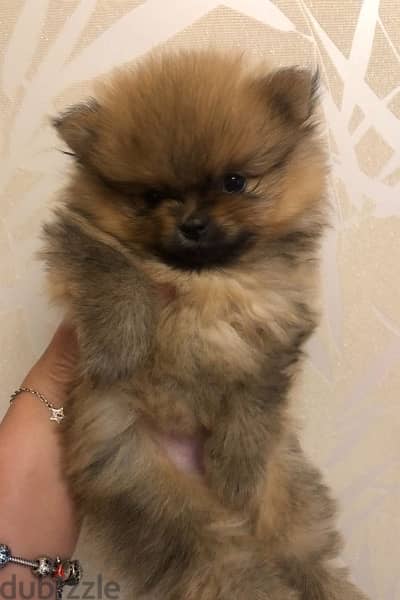 Pomeranian imported Creamy sable 0