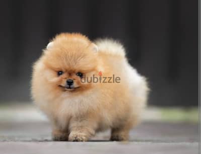 Pomeranian teacup