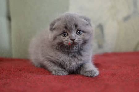 Scottish Fold Kitten grey