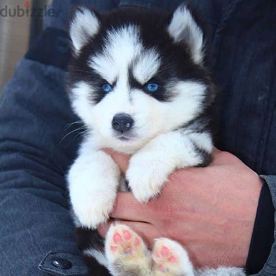 Husky Puppy/ Black & White Coat and Bi-Color Eyes/ Available Dog كلاب 0