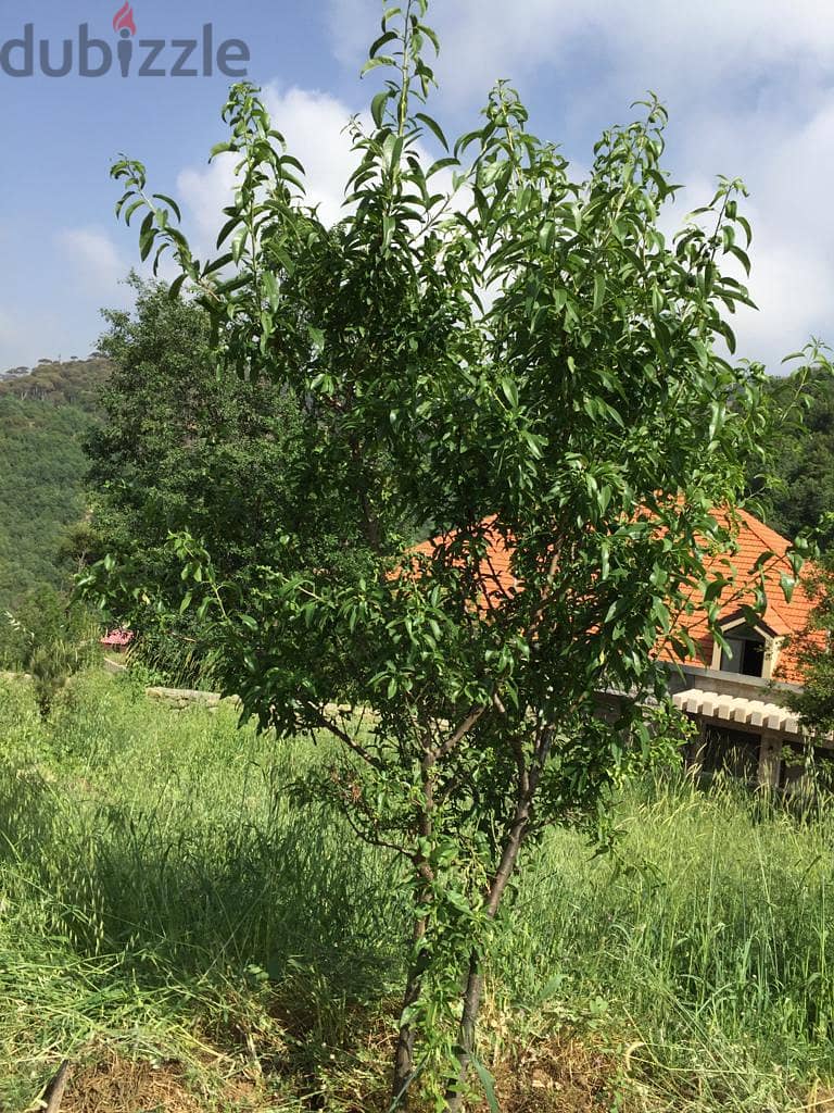 Land for sale in El Choueir 2006 Sqm Open Mountain view 0