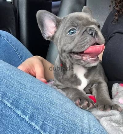 French Bulldog blue imported