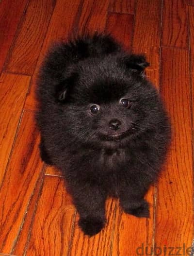 Spitz Black Cuteness