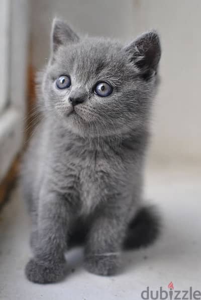 british kitten grey