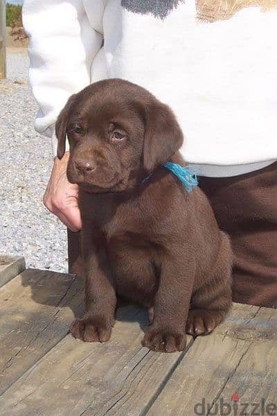 Chocolate Labrador puppy / dog
