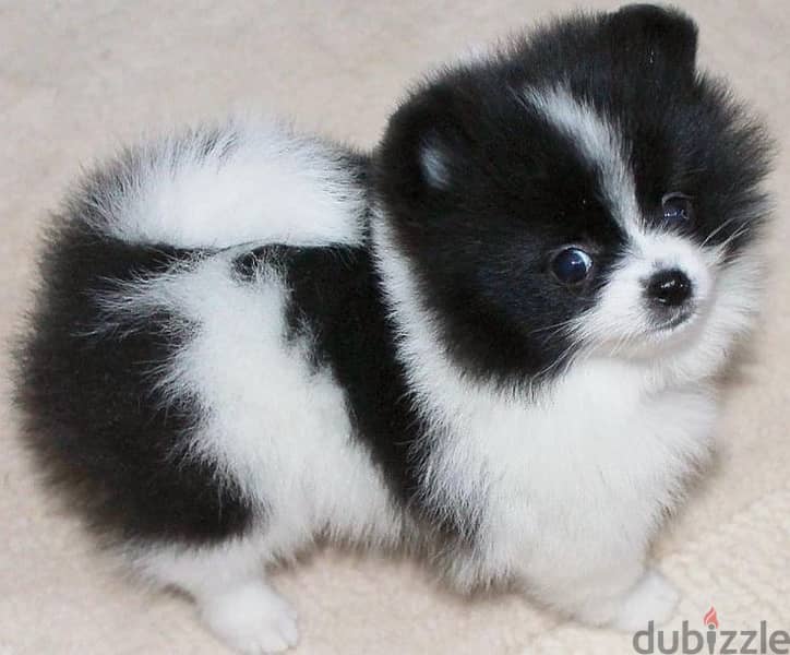 imported Pomeranian black and white DELIVERY 0