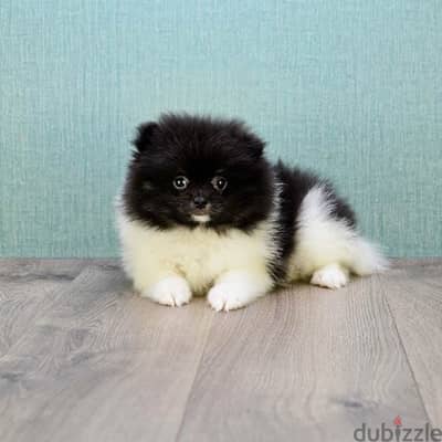 pomeranian Black and White