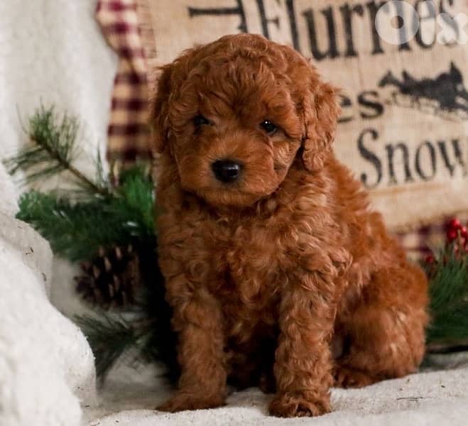 toy poodle Red imported 0