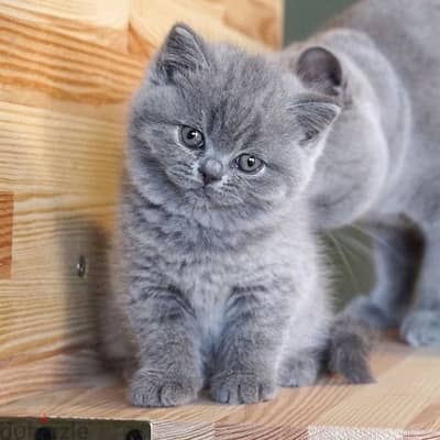 British Shorthair kitten Delivery Available